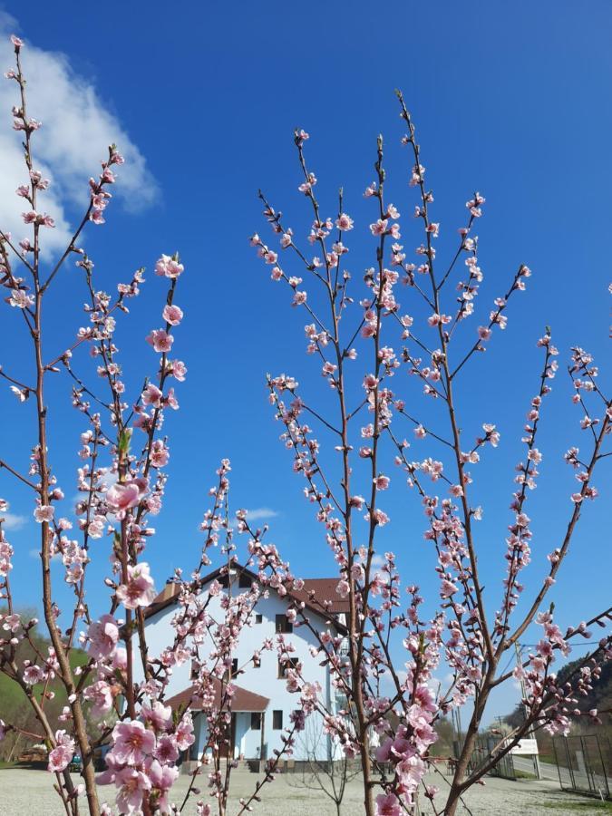 Pensiune Marginimea Sibiului Orlat Exterior foto