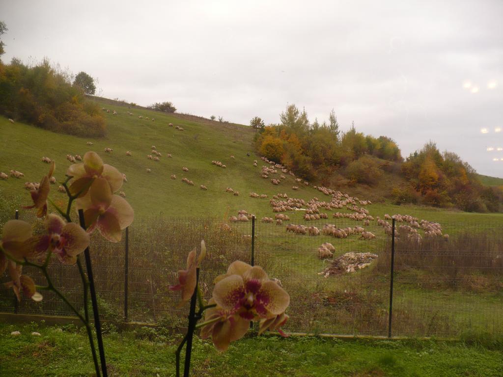 Pensiune Marginimea Sibiului Orlat Exterior foto